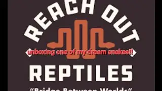 Reticulated python review - Super Dwarf Reticulated Python!