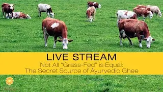Not All &ldquo;Grass-Fed&rdquo; is Equal: The Secret Source of Ayurvedic Ghee