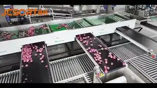 Onion sizer, onion sorting machine, onion calibration machine, onion separator, onion classifier