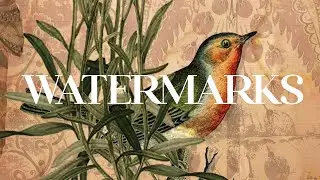 Allyn Stewart: Watermarks