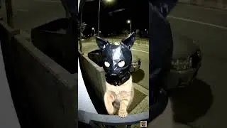 Batcat: The Hero Gotham Deserves!..