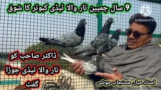 9 Saal Purana Tedi Jeith Baziyo Mei Uray Kabootar ka Shoq || Ustad Mian Mustajab Moshi 