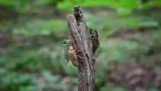 Горная цикада  Cicadetta montana Саратов, природный парк 