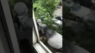 Құстар #кептер #shorts #pigeon #голуб #Pombo #due #gołąb #piccione #Taube #paloma #dúfa #कबूतर #duif