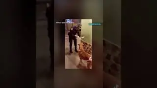 Polic&iacute;a causa aplausos y comentarios a favor por alimentar a perro callejero.
