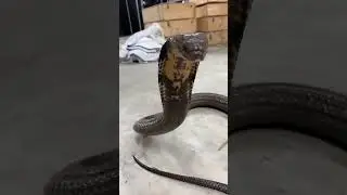 King cobra roar