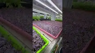 micro greens 🥬 🇦🇪#greenlove #viralvideo #travelwithpill #travelvlog