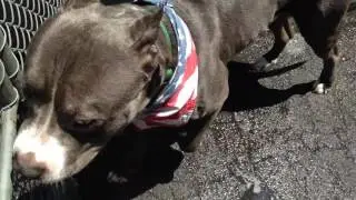 Adopt Foster NYC DeathRow Dogs nycacc.org a1075418
