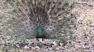 green peafowl (Pavo muticus)