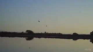 Duck hunting in Egypt 🇪🇬 Dec.13,2020  صيد بط في مصر