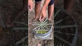 Solusi cerdas tanam singkong di lahan yang sempit #shorts