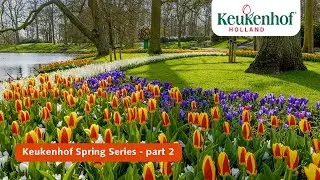 Keukenhof Spring Series part 2 | Keukenhof 2021 🌷