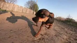Приключения маленького пса без поводка.