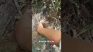 Mencari umbi pakis yg lagi viral