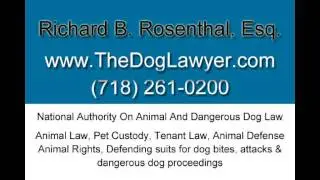 Pet Custody - Ownership Disputes - The Dog lawyer