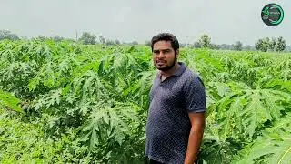 papaya cultivation inter cropong watermelon