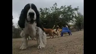 RC Car chase, enrichment dog daycare