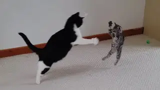 Kitten Vs Adult Cat | 4K
