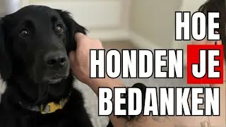 7 dingen die je hond doet om je te bedanken (zonder dat je het merkt)