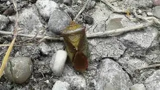 Meidoornkielwants - Acanthosoma haemorrhoidale