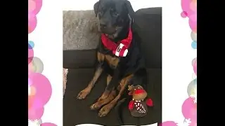 PawPack | Unboxing | December