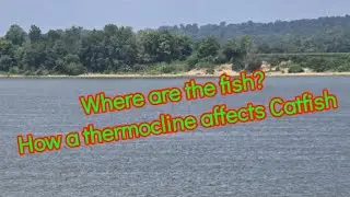 Where are the fish: How a Thermocline affects Catfish 