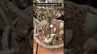 How to root cuttings?? #plants #desertrose #organicgrowing