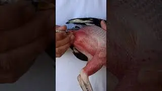 como vacunar un gallo fino de la manera correcta