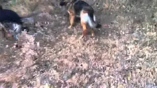 K9Conservatory-Duncan fearlessly grabs frisbee from steep hill