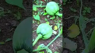 smart tool sharp scissors for harvesting mini green pumpkins #shorts