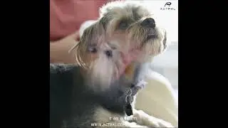 Cherished Companions: Training Tips for Shih Tzus!