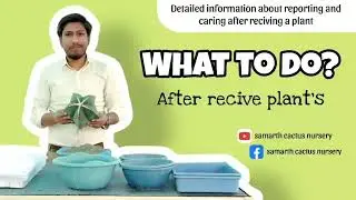 How to repot houseplants_  after reviewing plants how u care_ how to care
