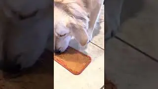 Amazon Favorites for Pups
