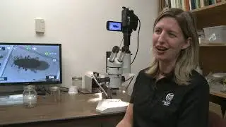 Elm seed bugs take over Western Slope