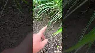 Why Chickens Take Dirt Baths