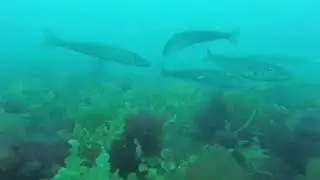 King George Whiting- Port Hughes South Australia