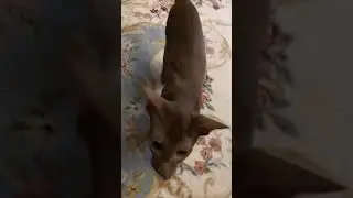 Малыш Юни 🐾 #ориентальныйкот #cat #kitten #chill #cute #music #catlover #funny