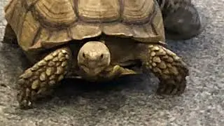 Tortoise  @ibringiteveryday