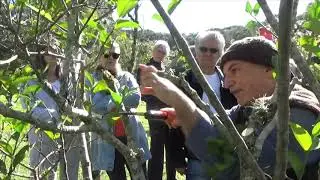 1264 ) –  NOÇÕES DE PODA DE  FRUTIFERAS EM GERAL – MAIRINQUE - SÃO PAULO