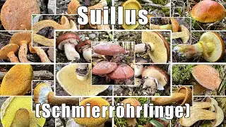 Die Gattung der Schmierröhrlinge | Suillus | Gattungsportrait | Gattungsmerkmale & weitere Infos