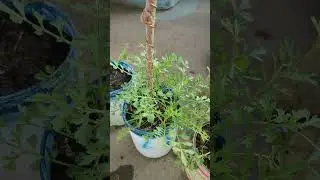 Electroculture part 2  small change in plant growth #music #gardening