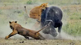 Buffalo decided to survive with the Lion King | Extreme hunting of Zebra  with Lion King 2021