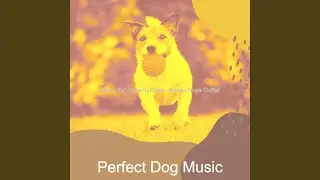 Spacious Calming Your Dog