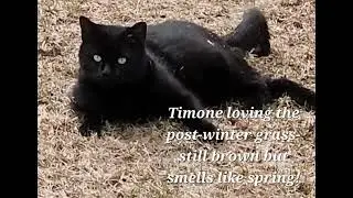 Timone&rsquo;s loving the post-winter grass&mdash;still brown, but smells like spring. 🐾🌾