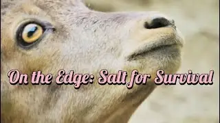 Salt & Cliff: The Ibex&rsquo;s Fight for Life