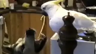 Clever Parrot Feeding Dog Spaghetti