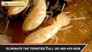 Termite Control Florence AZ 480-493-5028 Ozone Pest Control