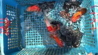 March 2019 Thailand Trip - Thai Oranda and RARE Telescope Eye Thai Oranda Show Grade