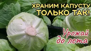 КОГДА убирать капусту осенью? ПРИЗНАКИ спелости капусты. Как сохранить УРОЖАЙ капусты ДО ЛЕТА?