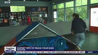 Zoom Room shares tips on training your dog | FOX 13 Seattle
